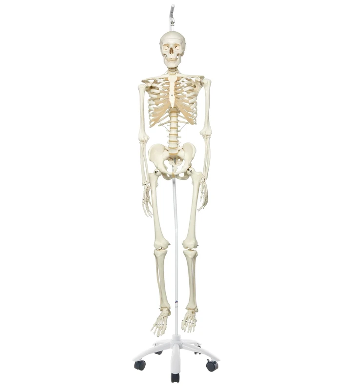 3B Scientific Human Anatomy Skeleton Model Stan - Classic, On Hanging Stand A10/1 + free anatomy software - 3B Smart Anatomy