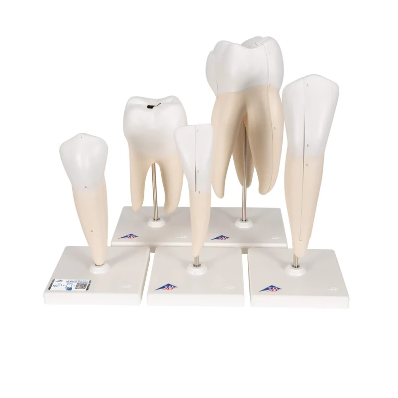 3B Scientific D10 Classic Tooth Model Series, 5 models (Pack of 5) + free Anatomy App - 3B Smart Anatomy