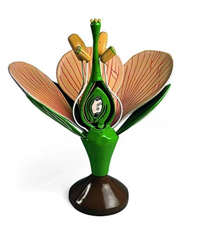 Denoyer-Geppert Dicotyledonous Flower, Model