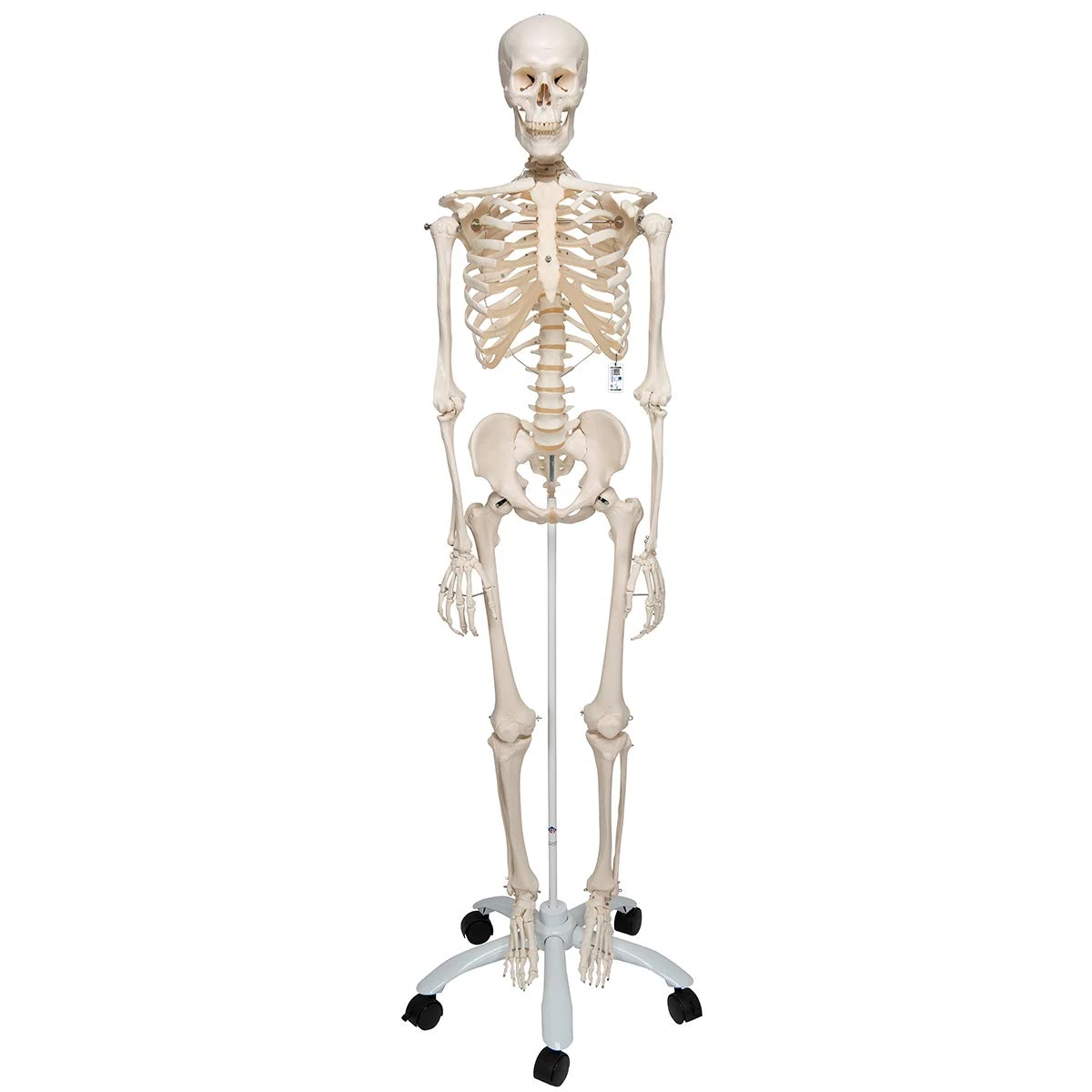 3B Scientific Human Anatomy - A10 Skeleton Model, Classic + free anatomy software - 3B Smart Anatomy