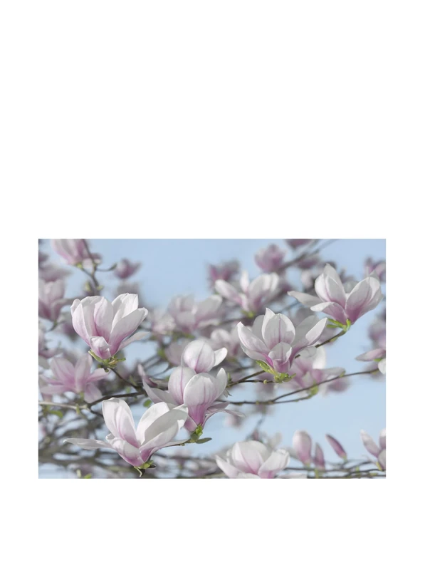 Komar 8-738 368 x 254 cm Magnolia Flower Floral Wallpaper Mural - Pink (Pack of 8)