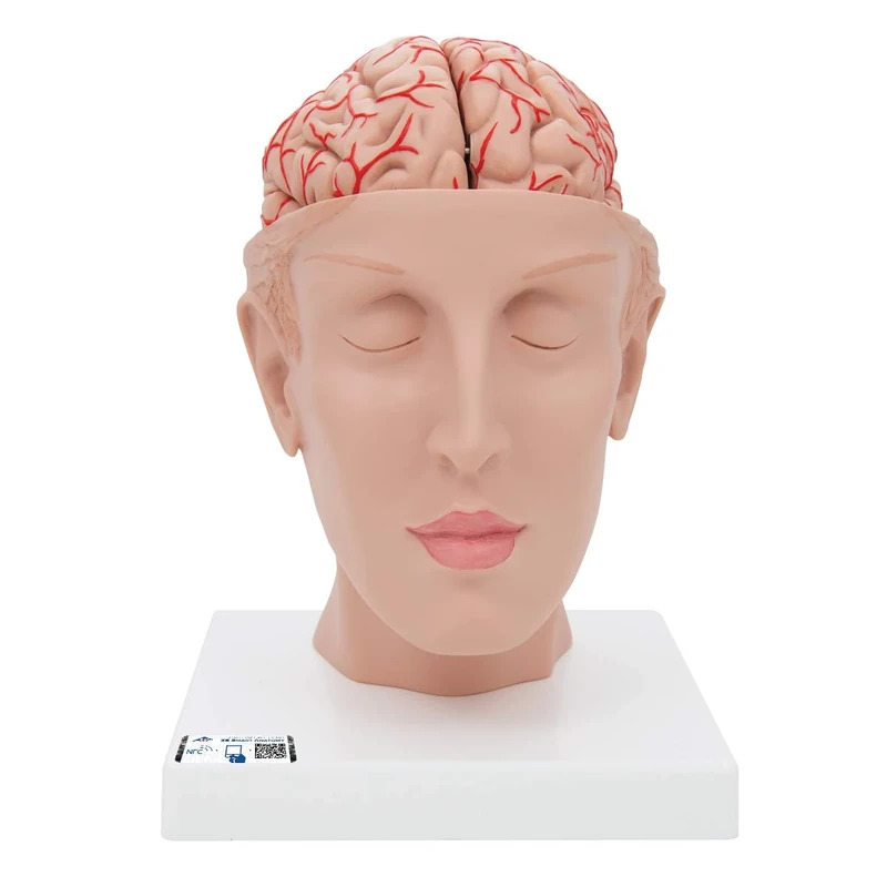 3B Scientific Human Anatomy - Brain Model with Arteries on Base of Head, 8 Part + free anatomy software - 3B Smart Anatomy