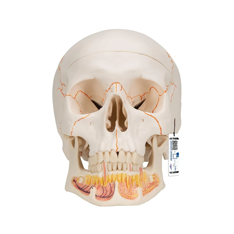 3B Scientific Human Anatomy - Classic Human Skull Model with Opened Lower Jaw, Magnetic Connections, 3 Part + free anatomy software - 3B Smart Anatomy