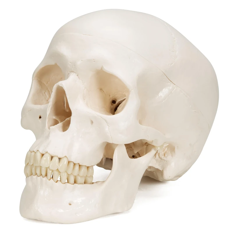 3B Scientific A20 Human Anatomy - Classic Human Skull Model with Magnetic Connections, 3 Part + free anatomy software - 3B Smart Anatomy