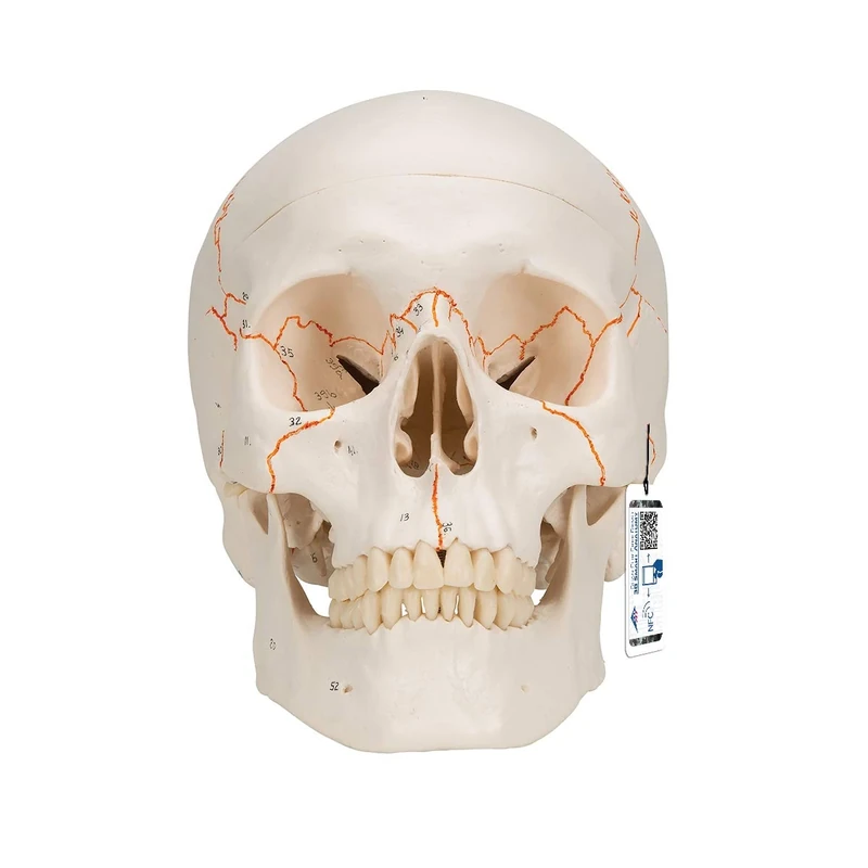 3B Scientific A21 Human Anatomy - Human Classic Skull Model with Magnetic Connections, 3 Part + free Anatomy App - 3B Smart Anatomy