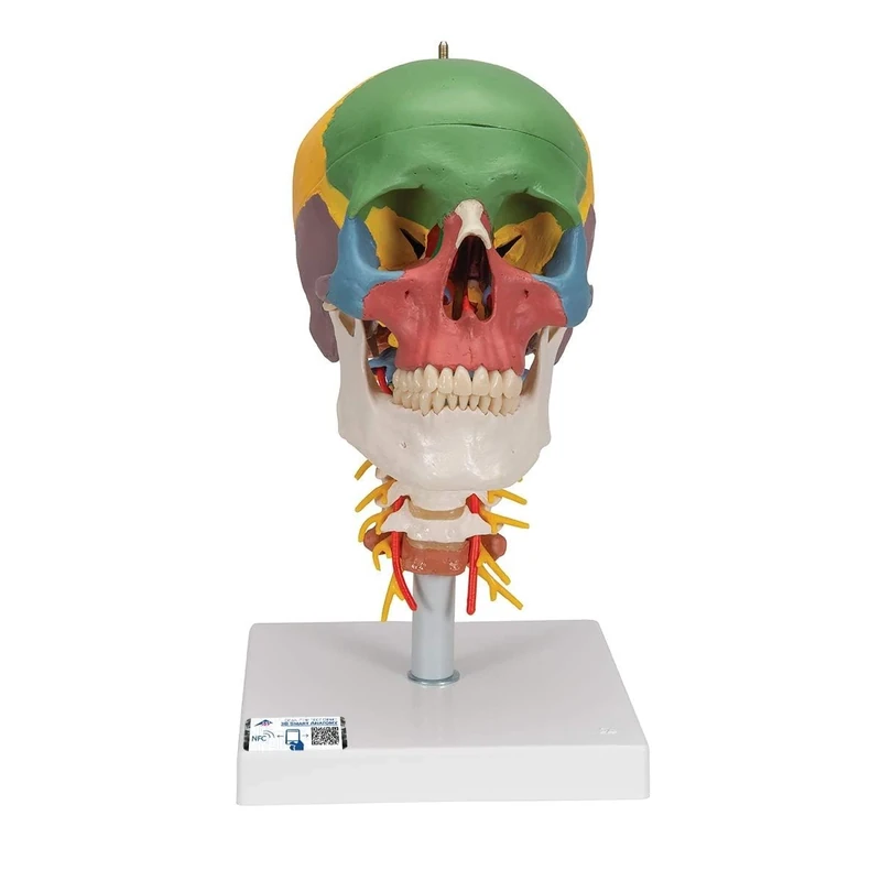 3B Scientific Human Anatomy - Didactic Human Skull Model on Cervical Spine with Magnetic Connections, 4 Part + free anatomy software - 3B Smart Anatomy