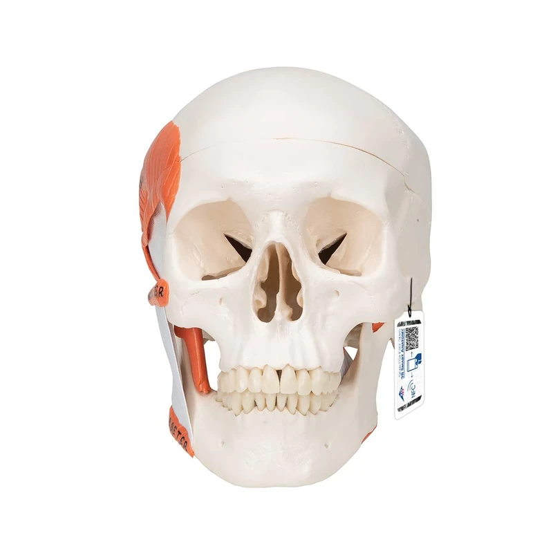 3B Scientific A24 Human Anatomy - TMJ Human Skull Model with Masticator Muscles, Magnetic Connections, 2 Part + free anatomy software - 3B Smart Anatomy