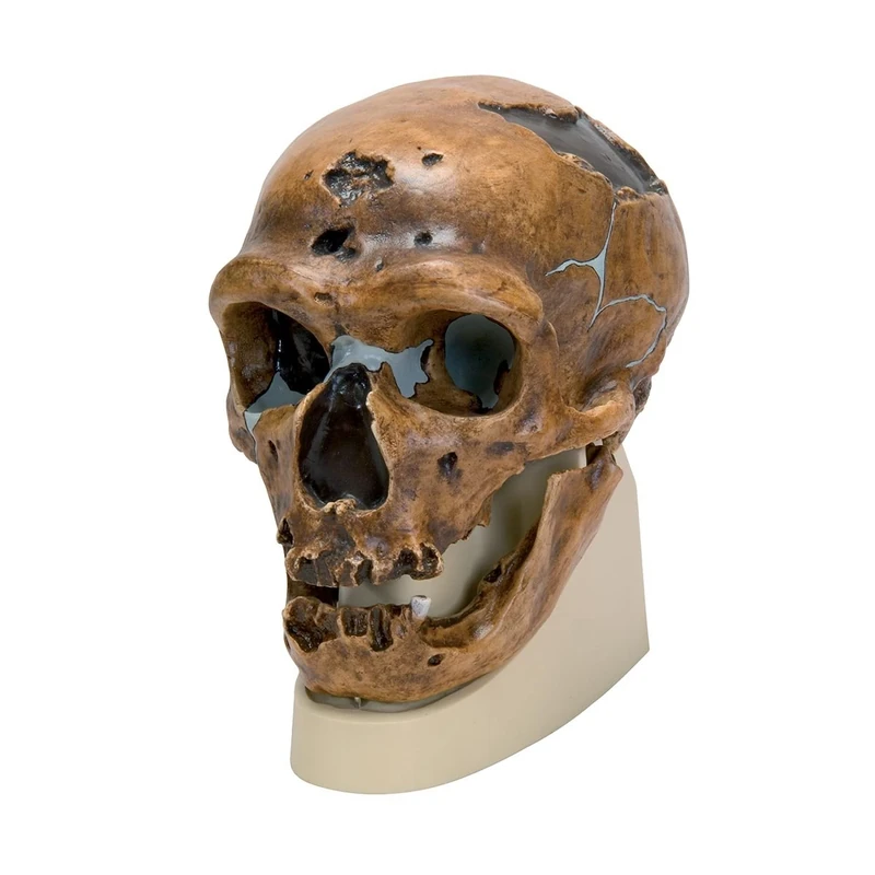 3B Scientific VP751/1 Homo Neanderthalensis Skull (La Chapelle-Aux-Saints 1) Model, Replica