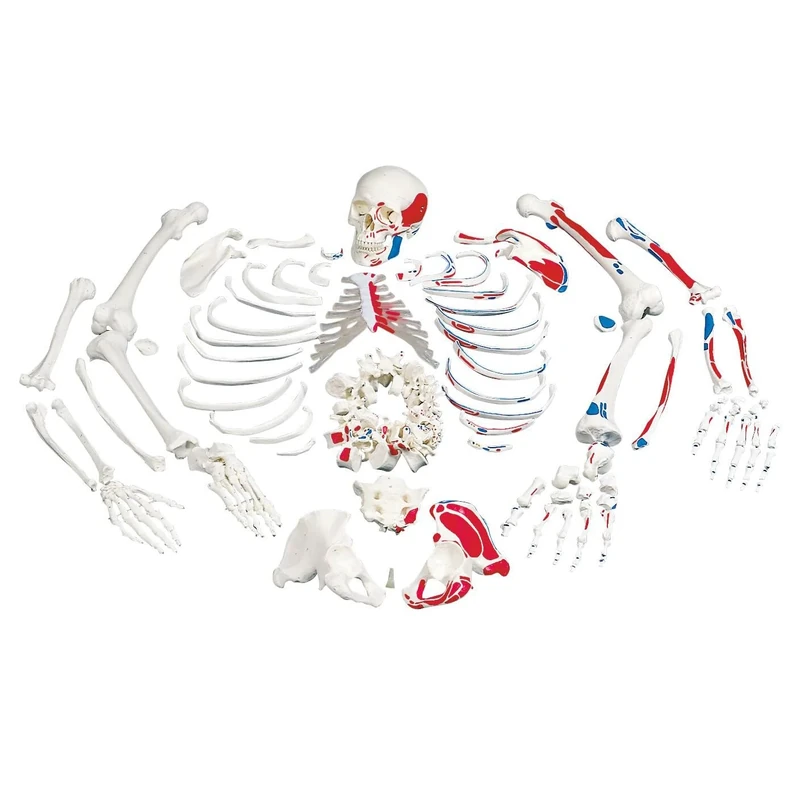 3B Scientific Human Anatomy - Disarticulated Full Human Skeleton Model, Painted Muscles, with 3 part Skull + free Anatomy App - 3B Smart Anatomy