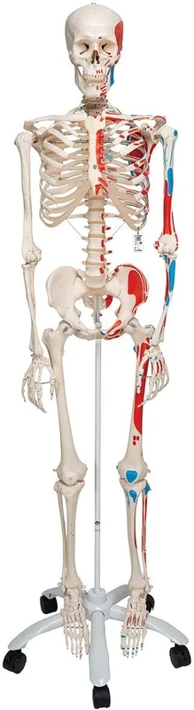 3B Scientific Human Anatomy Skeleton Model Max - with Painted Muscle Origins and Inserts, On Pelvis Mounted Rolling Stand A11 + free anatomy software - 3B Smart Anatomy