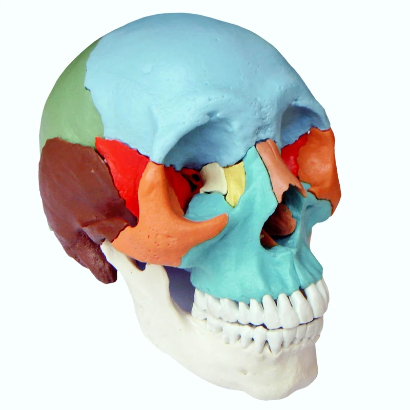 S24.2165 Adult Beauchene/Osteopathic Skull Model, 22-part, Didactic Colored
