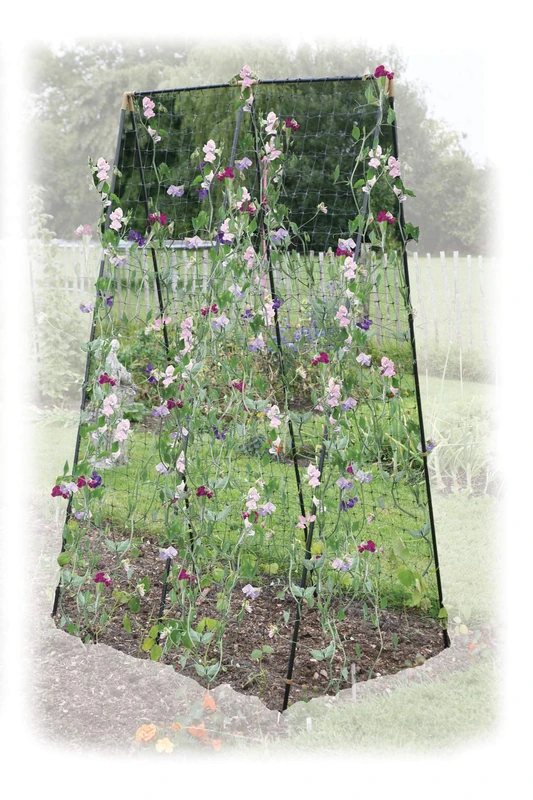 Haxnicks Steel/Sweet Pea/Bean Frame | Strong Plant Support | Climbing Plants | Sweet Peas Beans Passion Flowers Clematis | Green, Black, 120 x 80 x 200 cm | Frame060101