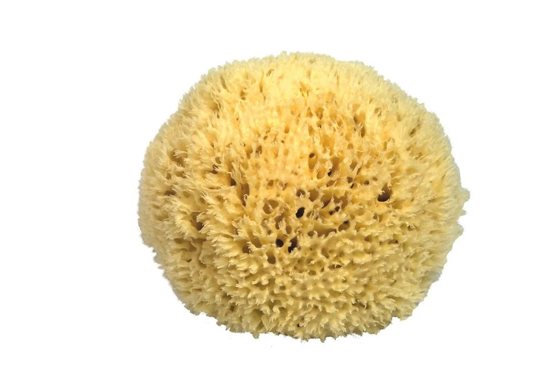 Croll & amp; Denecke Naturschwamm P130 Premium
