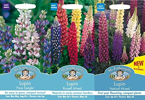 Mr Fothergill's Seeds Lupin Collection