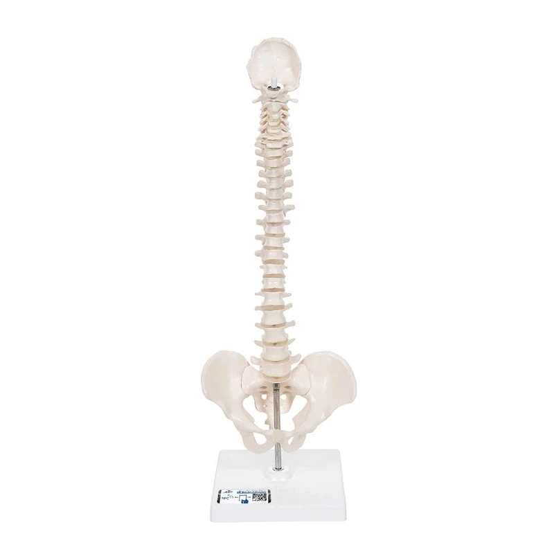 3B Scientific Mini Spinal Column, Flexible Mounted, on Removable Base + free Anatomy App - 3B Smart Anatomy, Miniature, A18/21