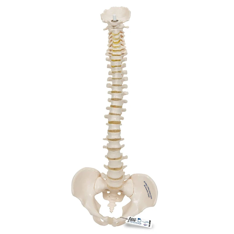 3B Scientific Mini Vertebral Column Elastic + free Anatomy App - 3B Smart Anatomy