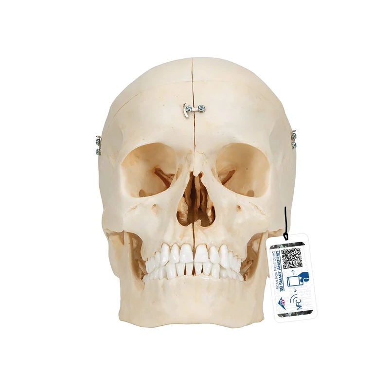3B Scientific A281 Bonelike Human Bony Skull Model, 6 Part + free anatomy software - 3B Smart Anatomy
