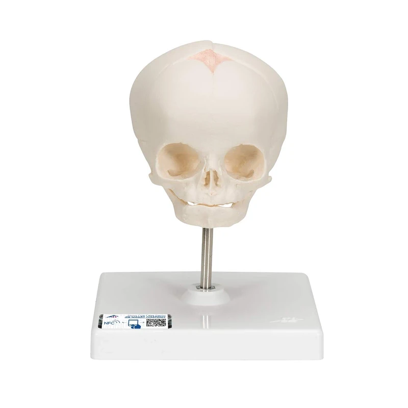 3B Scientific A26 Foetal Skull Model, Natural Cast, 30th Week Of Pregnancy, On Stand + free Anatomy App - 3B Smart Anatomy