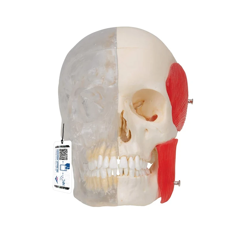 3B Scientific A282 Bonelike Human Skull Model, Half Transparent and Half Bony, 8 Part + free anatomy software - 3B Smart Anatomy
