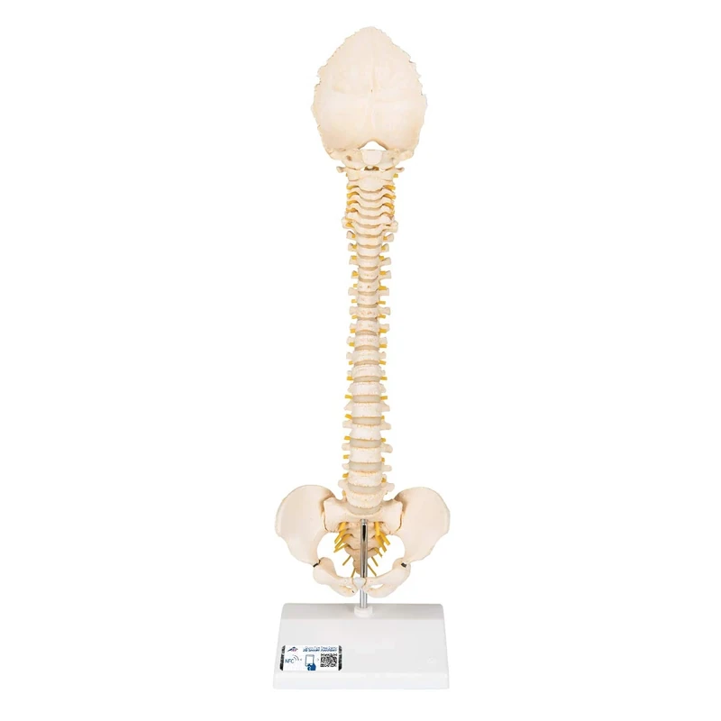 3B Scientific Bonelike Childs Vertebral Column + free Anatomy App - 3B Smart Anatomy