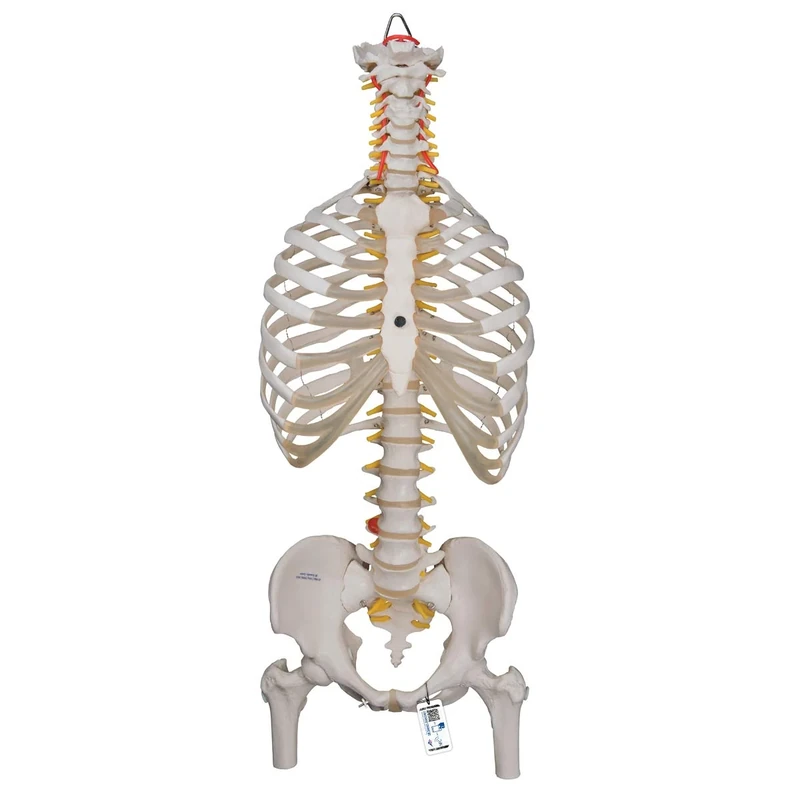 3B Scientific Classic Flexible Spine with Ribs and Femur Heads + free anatomy software - 3B Smart Anatomy A56/2