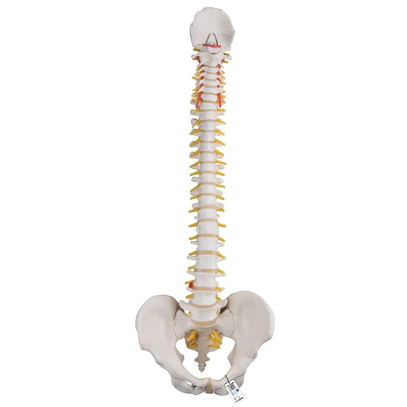 3B Scientific A58/1 Classic Flexible Spine + free anatomy software - 3B Smart Anatomy