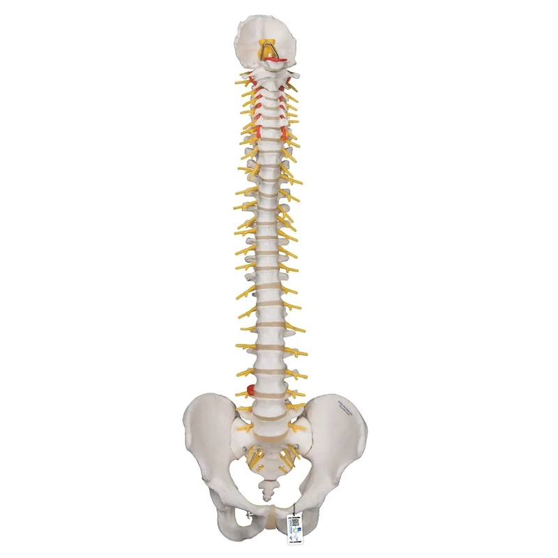 3B Scientific Deluxe Flexible Spine + free anatomy software - 3B Smart Anatomy