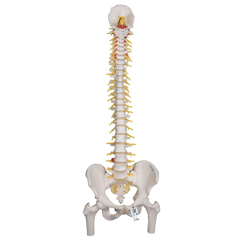 3B Scientific Deluxe Flexible Spine with Femur heads + free Anatomy App - 3B Smart Anatomy