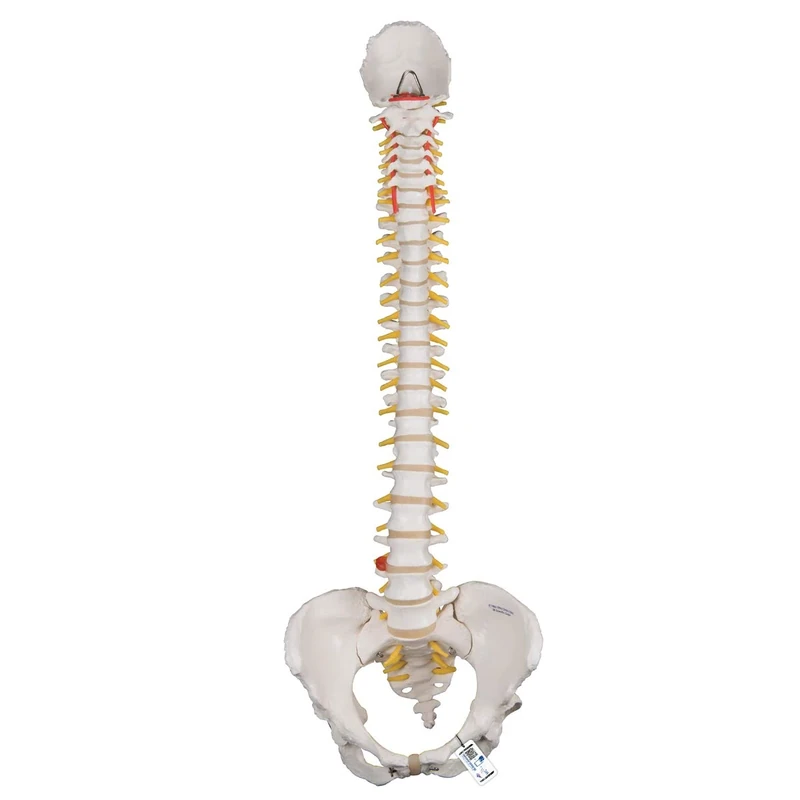 3B Scientific Classic Flexible Spine with Female Pelvis + free Anatomy App - 3B Smart Anatomy