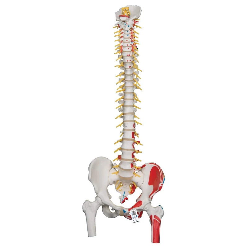3B Scientific Deluxe Flexible Spine with Femur heads and Painted Muscles + free Anatomy App - 3B Smart Anatomy