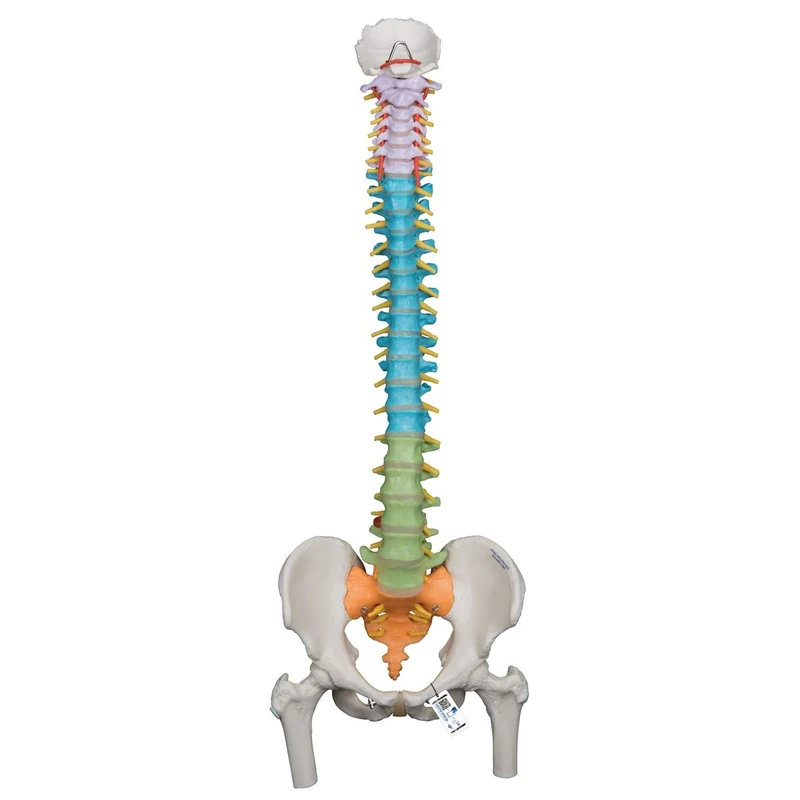 3B Scientific Didactic Flexible Spine with Femur heads + free anatomy software - 3B Smart Anatomy A58/9