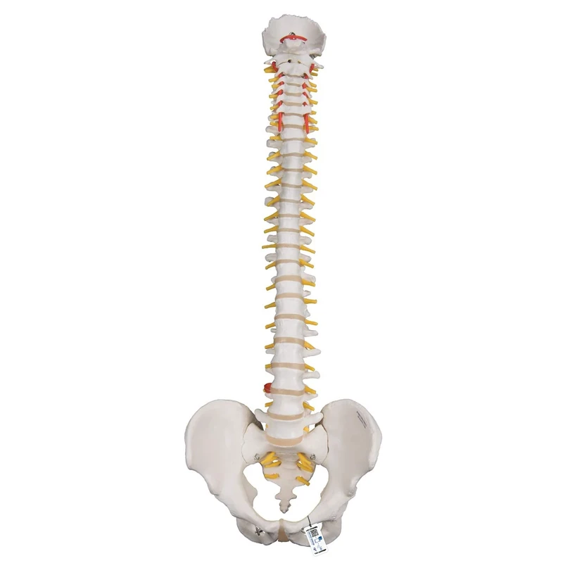 3B Scientific Lifetime Flexible Spine + free anatomy software - 3B Smart Anatomy