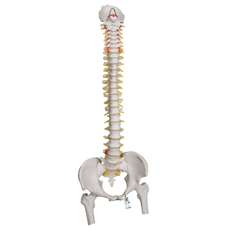 3B Scientific A59/2 Lifetime Flexible Spine with Femur heads + free Anatomy App - 3B Smart Anatomy
