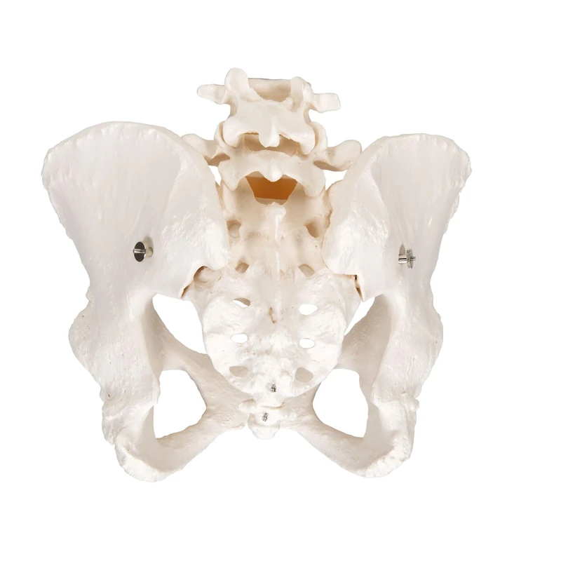 3B Scientific Pelvic Skeleton Female + free Anatomy App - 3B Smart Anatomy, A61