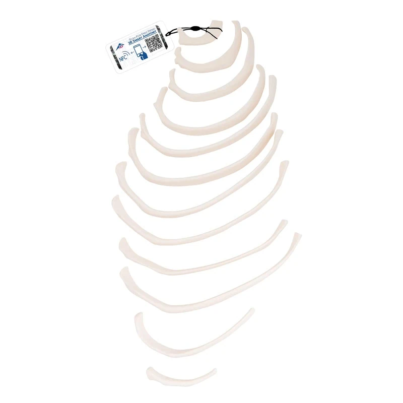 3B Scientific A69/2 Ribs - Image 1