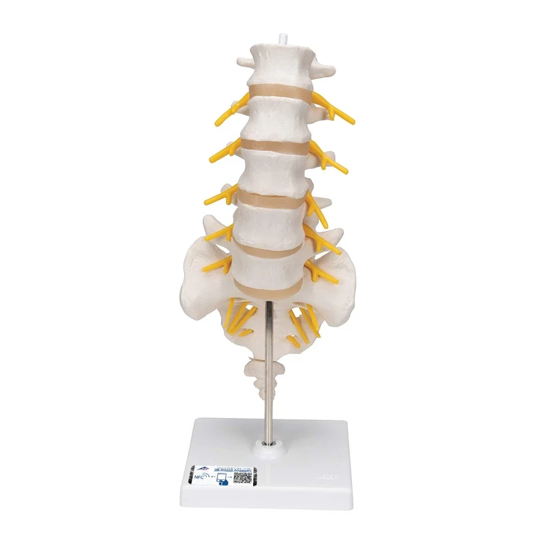 3B Scientific Lumbar Spinal Column + free anatomy software - 3B Smart Anatomy