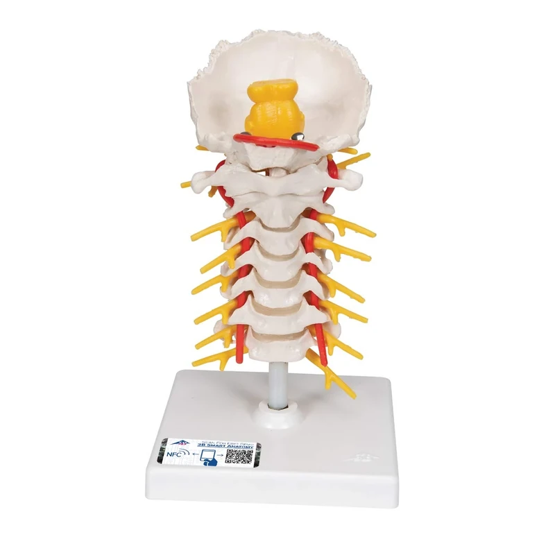3B Scientific Cervical Spinal Column + free anatomy software - 3B Smart Anatomy