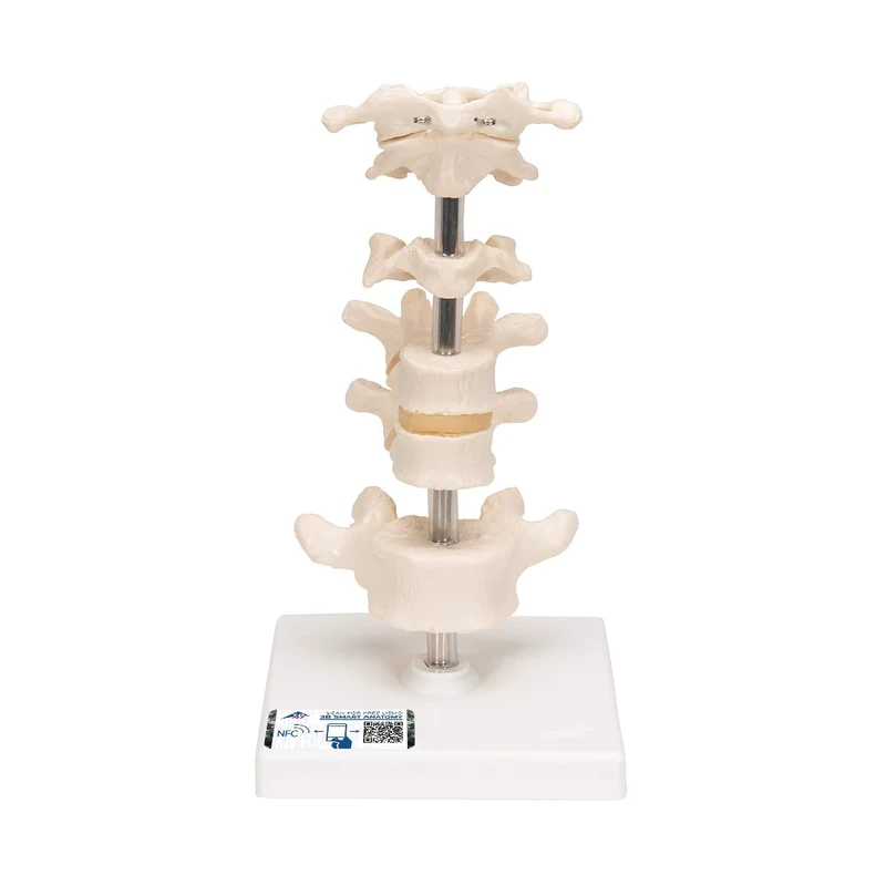 3B Scientific 6 Mounted Vertebrae + free Anatomy App - 3B Smart Anatomy, A75