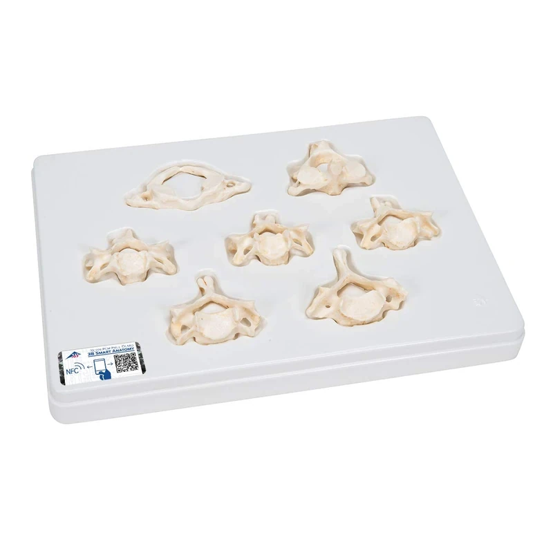 3B Scientific Set of 7 Bonelike Cervical Vertebrae + free Anatomy App - 3B Smart Anatomy