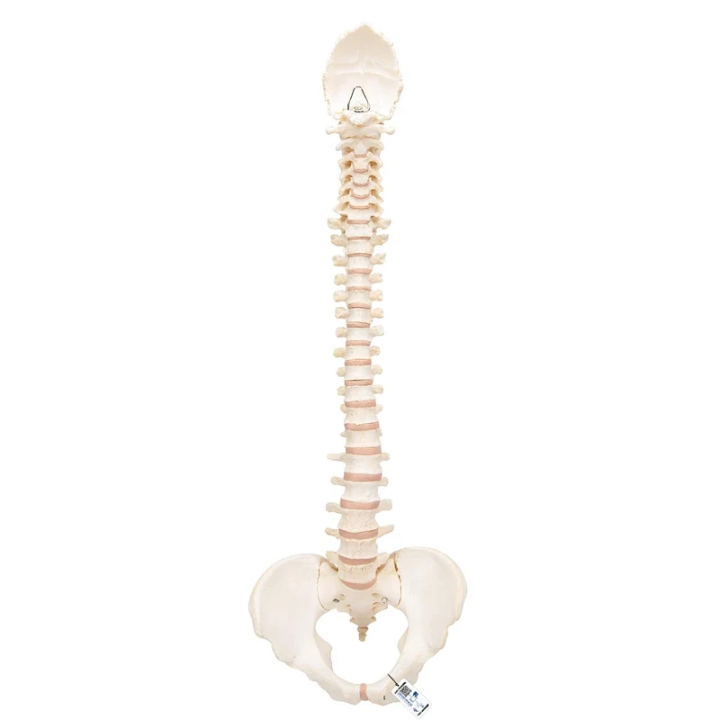3B Scientific Bonelike Vertebral Column + free Anatomy App - 3B Smart Anatomy