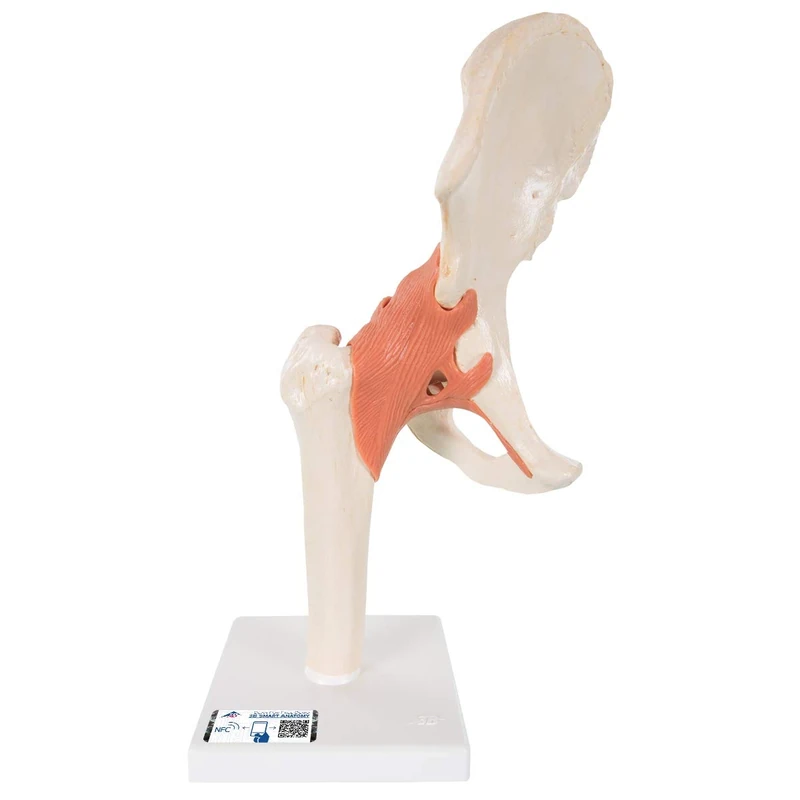 3B Scientific A81/1 Deluxe Functional Hip Joint Model + free Anatomy App - 3B Smart Anatomy