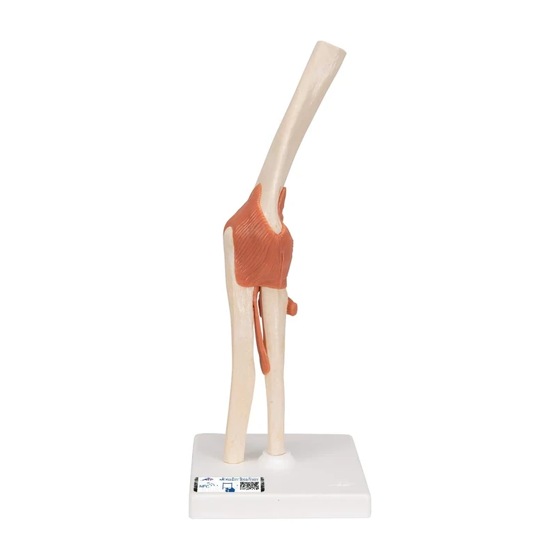 3B Scientific A83/1 Deluxe Functional Elbow Joint Model + free Anatomy App - 3B Smart Anatomy