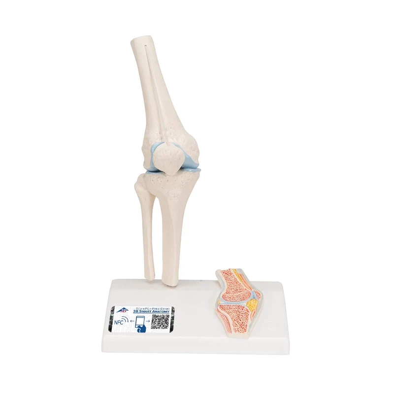 3B Scientific A85/1 Mini Knee Joint with Cross Section + free anatomy software - 3B Smart Anatomy