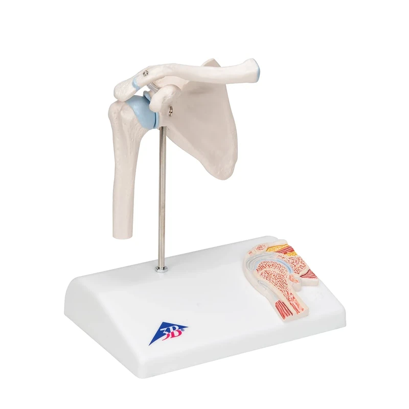 3B Scientific A86/1 Mini Shoulder Joint with Cross-Section + free anatomy software - 3B Smart Anatomy