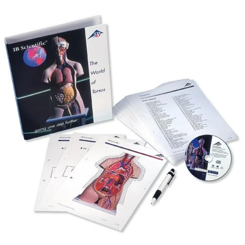 3B Scientific B01 3B Smart Anatomy Human Anatomy Model, Torso Guide