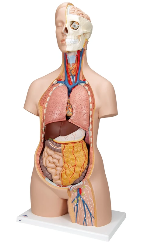 3B Scientific Classic Unisex Torso 12 Part + free anatomy software - 3B Smart Anatomy