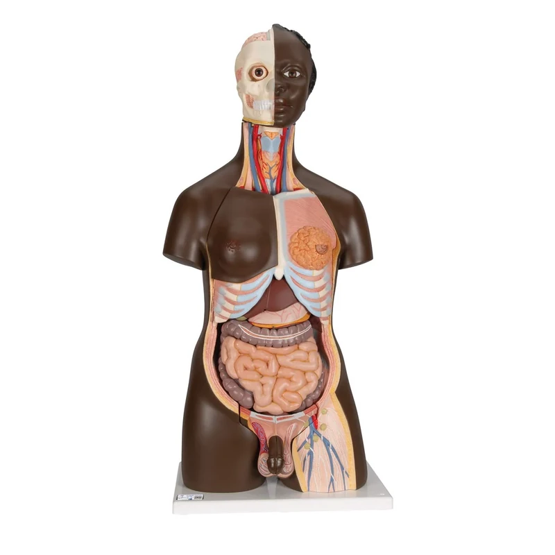 3B Scientific African Torso Dual Sex 24 Part + free Anatomy App - 3B Smart Anatomy B37