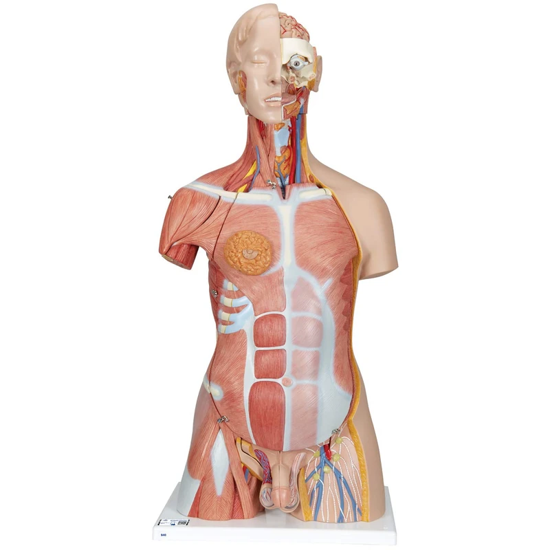 3B Scientific Deluxe Dual Sex Muscle Torso 31 Part + free anatomy software - 3B Smart Anatomy B40 - Image 1