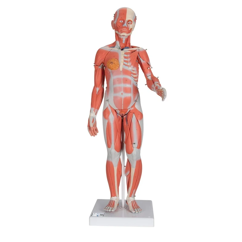 3B Scientific Human Anatomy - Complete Female Muscular Figure, 21 Part + free anatomy software - 3B Smart Anatomy