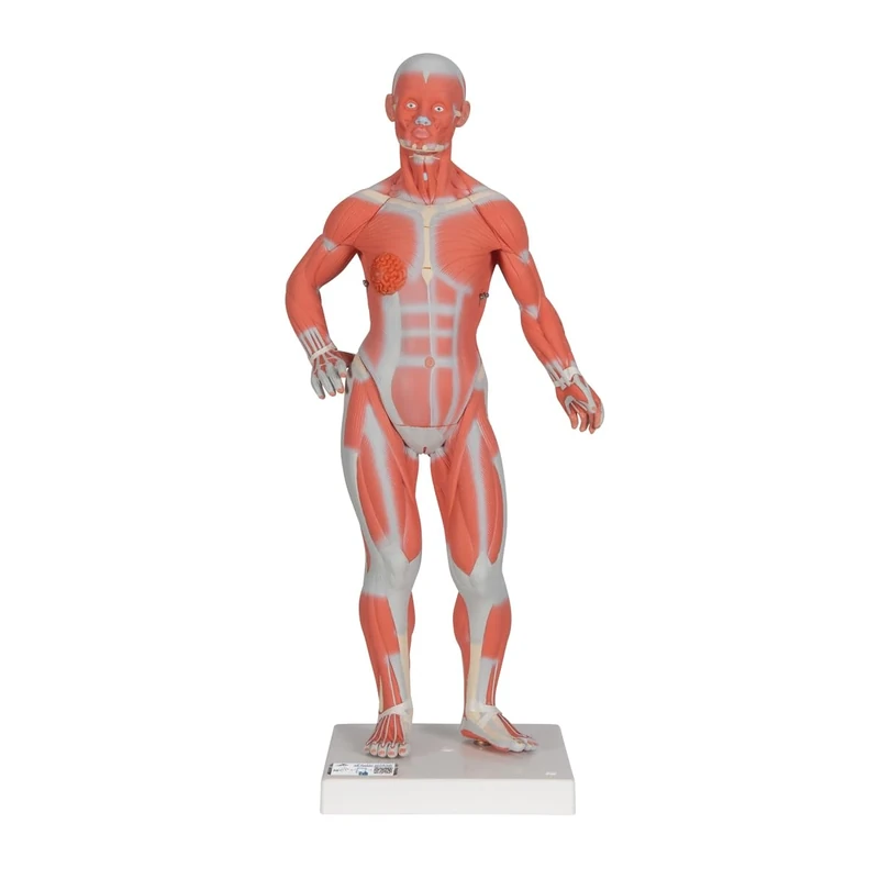 3B Scientific Muscular Figure 1/ 4 Life Size 2 Part and Free Anatomy App - 3B Smart Anatomy